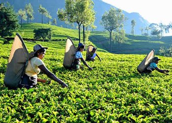 Tea industry is in danger: Drastic drop in global demand I Sri Lanka Latest News