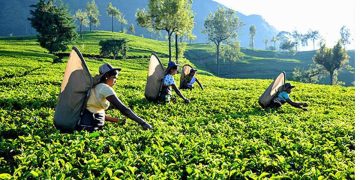 Tea industry is in danger: Drastic drop in global demand I Sri Lanka Latest News