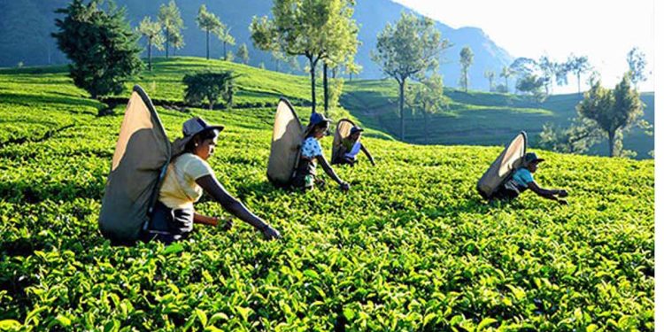Tea industry is in danger: Drastic drop in global demand I Sri Lanka Latest News