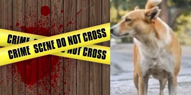 On the 27th, a woman in Mullative was hacked to death, and her body was found by the house’s pet dog  I Sri Lanka Latest News