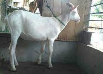 Minister Amaraweera started distributing goats I Sri Lanka Latest News