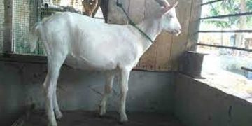 Minister Amaraweera started distributing goats  I Sri Lanka Latest News