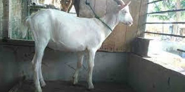 Minister Amaraweera started distributing goats I Sri Lanka Latest News