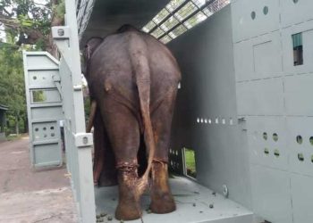 ‘Muthuraja’, the ill-treated Thai elephant, was flown back to Thailand today PHOTOS & VIDEO I Sri Lanka Latest News