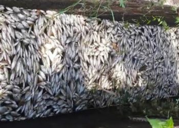 The drought is worsening! thousands of fish are dying in northern lakes! Sri Lanka Latest News