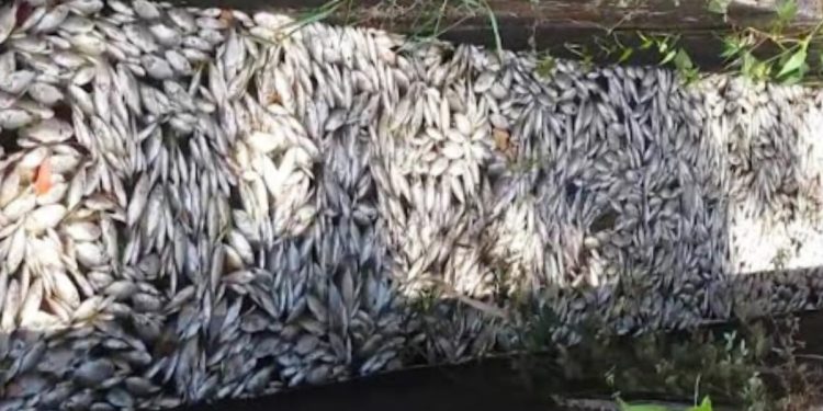 The drought is worsening! thousands of fish are dying in northern lakes! Sri Lanka Latest News