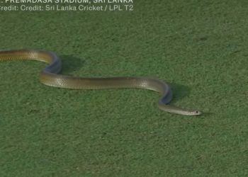 A rat snake during LPL match drew international attention  I Sri Lanka Latest News