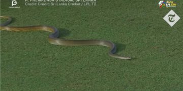 A rat snake during LPL match drew international attention  I Sri Lanka Latest News