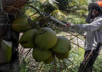 A Coconut triangle to the north  I Sri Lanka Latest News