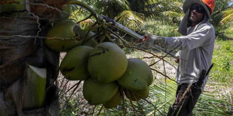 A Coconut triangle to the north  I Sri Lanka Latest News