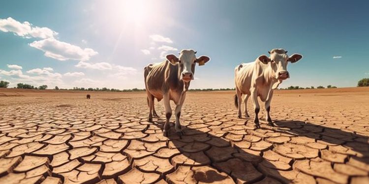 Dairy cows have no grass because of the drought! Milk production has decreased by 50%!  I  Sri Lanka Latest News