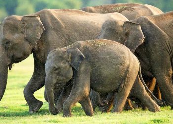 It is elephant’s day we celebrated amidst heavy rate of elephant deaths I Sri Lanka Latest News