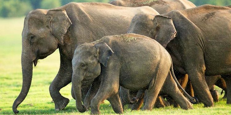 It is elephant’s day we celebrated amidst heavy rate of elephant deaths I Sri Lanka Latest News