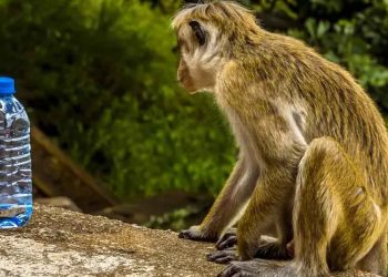 Without water, wild animals have gone crazy! The monkeys have become violent and started roaming the village in search of water! I Sri Lanka Latest News