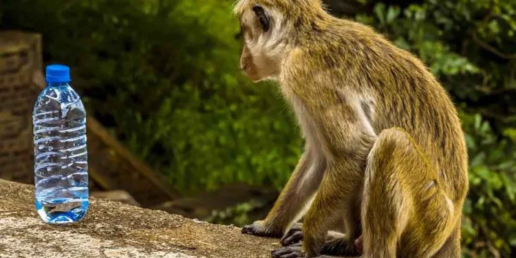 Without water, wild animals have gone crazy! The monkeys have become violent and started roaming the village in search of water! I Sri Lanka Latest News