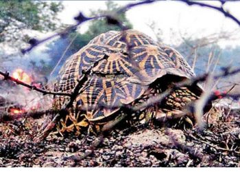 Thabbowa Wildlife Sanctuary fire is thought to have killed many animals  I Sri Lanka Latest News