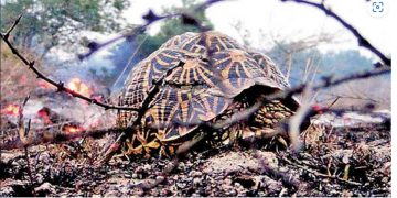 Thabbowa Wildlife Sanctuary fire is thought to have killed many animals  I Sri Lanka Latest News