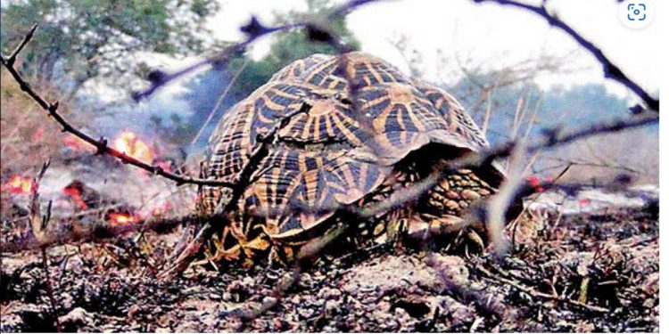 Thabbowa Wildlife Sanctuary fire is thought to have killed many animals  I Sri Lanka Latest News