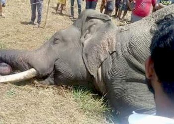 Subahu the Elephant King of Anamaduwa Killed by electrocuting! I Sri Lanka Latest News