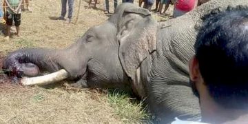 Subahu the Elephant King of Anamaduwa Killed by electrocuting! I Sri Lanka Latest News