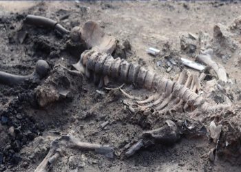 Brain, skin remnants discovered at Bronze Age settlement in Türkiye I Sri Lanka Latest News