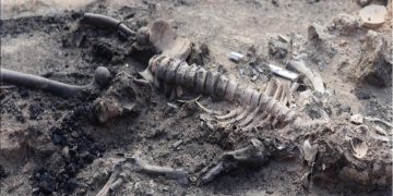 Brain, skin remnants discovered at Bronze Age settlement in Türkiye I Sri Lanka Latest News
