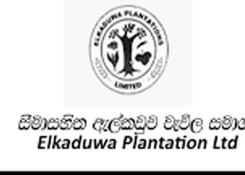 Another scam exposed in Alkaduwa Plantation! Chairman holds two positions and claims privileges for both positions! The board of directors exceeded their authority! VIDEO I Sri Lanka Latest News