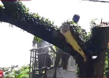 The stable has been closed after the horse jump: dangerous trees and branches are been cut after five deaths.! VIDEO I Sri Lanka Latest New