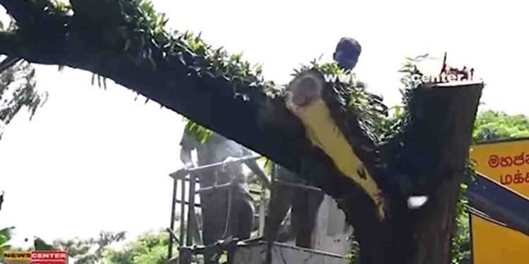 The stable has been closed after the horse jump: dangerous trees and branches are been cut after five deaths.! VIDEO I Sri Lanka Latest New