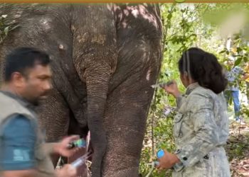 Injured elephant Agbo, recovering after months of medication, was shot again! VIDEO Sri Lanka Latest News