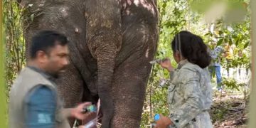 Injured elephant Agbo, recovering after months of medication, was shot again! VIDEO Sri Lanka Latest News