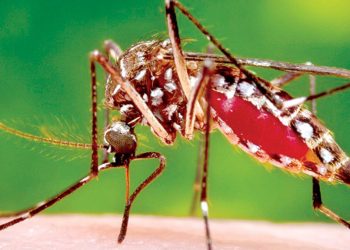 With the rain, the spread of dengue increased! More patients are reported around Colombo! Sri Lanka Latest News