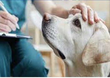 Comprehensive pet insurance to be launched on Wednesday  I Sri Lanka Latest News