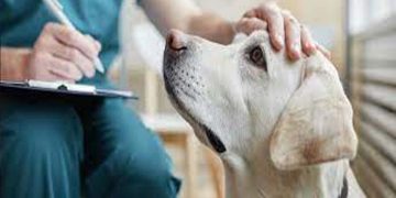 Comprehensive pet insurance to be launched on Wednesday  I Sri Lanka Latest News
