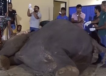 Further Treatment continue on ‘Maharagama Sitha’! Civil defence officer who shot is bailed! VIDEO I Sri Lanka Latest News