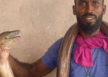 Three rare ‘snake fish’ caught by a fisherman in Mannar! Sri Lanka Latest News Sri Lanka Latest News