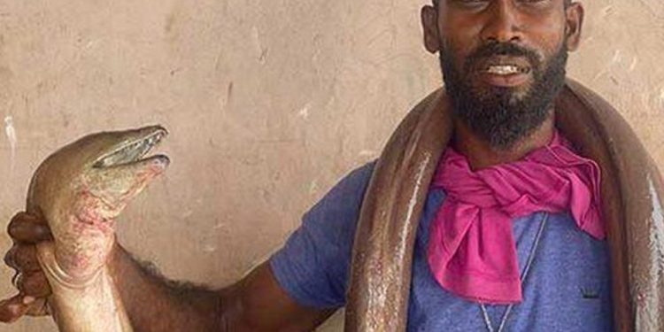 Three rare ‘snake fish’ caught by a fisherman in Mannar! Sri Lanka Latest News Sri Lanka Latest News