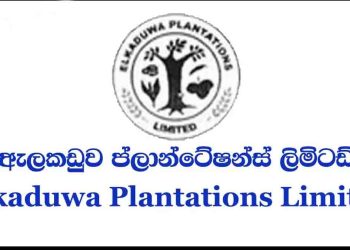 Minister Siyambalapitiya’s Resignation Order Ignored: Alkaduwa Estate Heads Defy COPE Committee orders, Maintain Positions after Meeting Basil; Informant Hunt Begins !– Sri Lanka Latest News