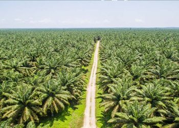 Leveraging Sustainable Smallholder Oil Palm to Transform Sri Lanka’s Rural Economy I Sri Lanka Latest Business News