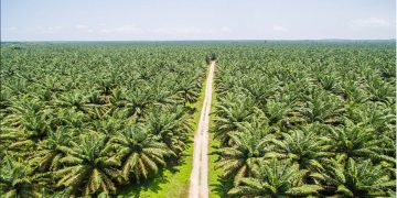 Leveraging Sustainable Smallholder Oil Palm to Transform Sri Lanka’s Rural Economy I Sri Lanka Latest Business News