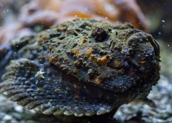 A highly poisonous fish in the Galle Sea! Be careful! Sri Lanka Latest News