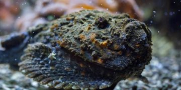 A highly poisonous fish in the Galle Sea! Be careful! Sri Lanka Latest News