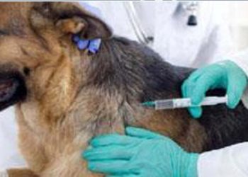 Vaccinating 80% of dog population is critical to eliminating rabies by 2026: veterinarians I Sri Lanka Latest News