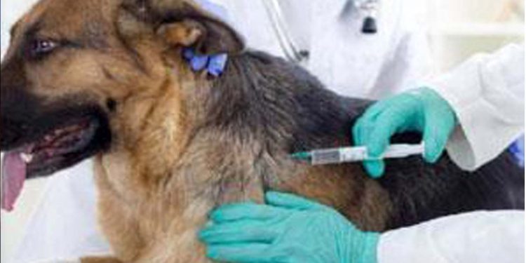 Vaccinating 80% of  dog population is critical to eliminating rabies by 2026: veterinarians I Sri Lanka Latest News