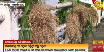 Buses arrived from all parts to Colombo for the Pohottuwa convention!, Grass – straw bundles seen placed around Sugathadasa stadium in some places! VIDEO I Sri Lanka Latest News