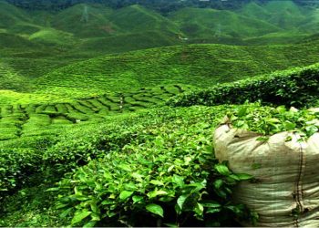 November Tea production down by 3.2 per cent in