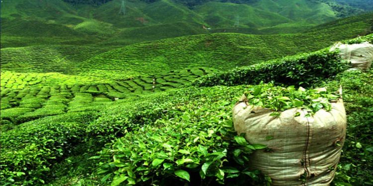 November Tea production down by 3.2 per cent in