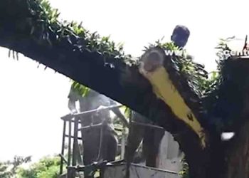 Over 200 unsafe trees will be removed in Colombo I Sri Lanka Latest News