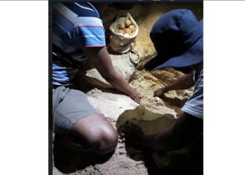 Dedicated volunteers, lasting impact: Hayleys Puritas honours third year of ‘Behold the Turtle’ project on World Volunteerism Day  I Sri Lanka Latest News