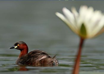 The Tropical Belt Climate Ambition Plan: Paving the Road Ahead for Climate Action in Sri Lanka